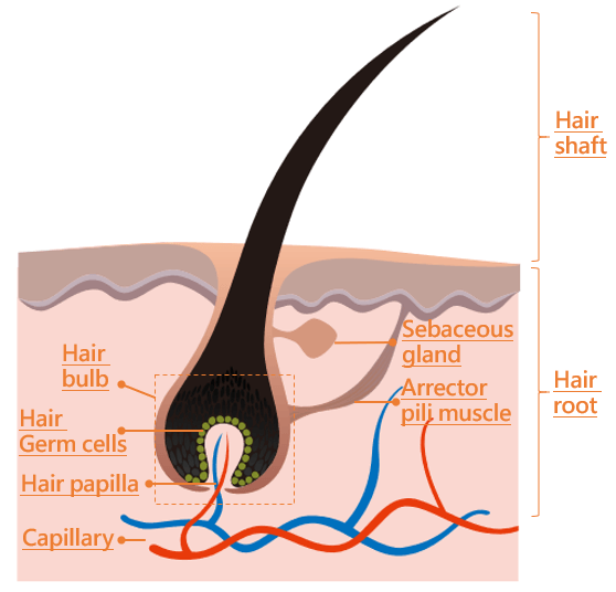 What does a hair follicle look like? 鉑森生技股份有限公司