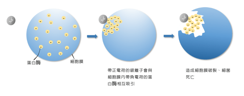 銀離子抗菌的原理: 透過正負電荷異極相吸的原理破壞微生物細胞膜，進而造成死亡，達到抗菌的效果。