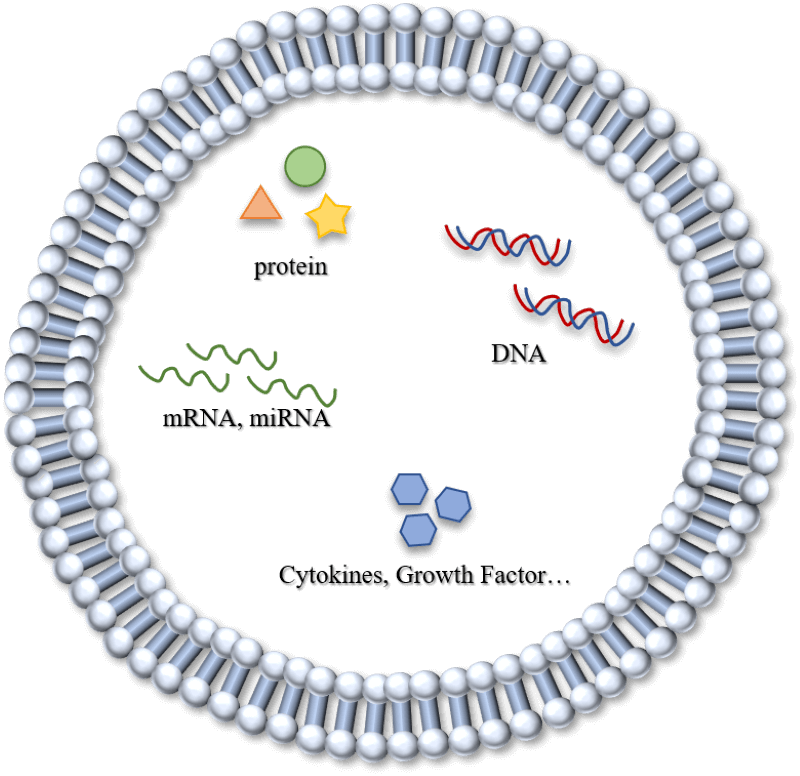 外泌體囊泡內含有DNA、RNA、蛋白質與細胞因子等等。