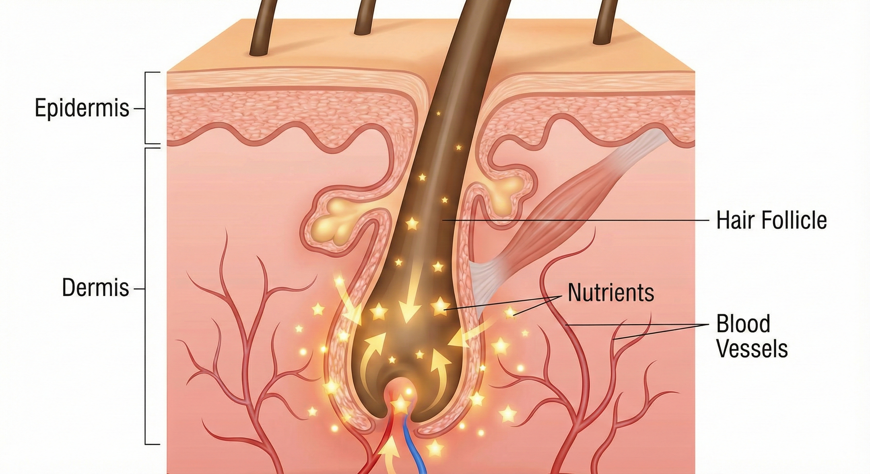 圖中顯示，養髮液透過頭皮表層吸收後，能幫助擴張微血管，將金色光點代表的營養物質更有效地輸送至毛囊根部，使髮根獲得充足養分而變得強韌。